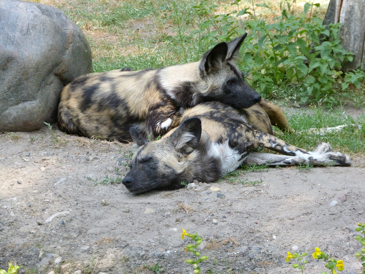 zoo hyena animals free photo