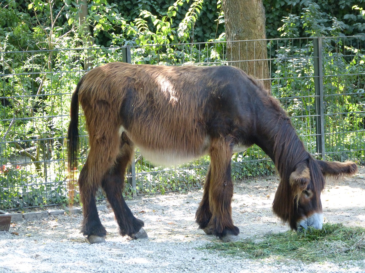 zoo donkey ungulate free photo