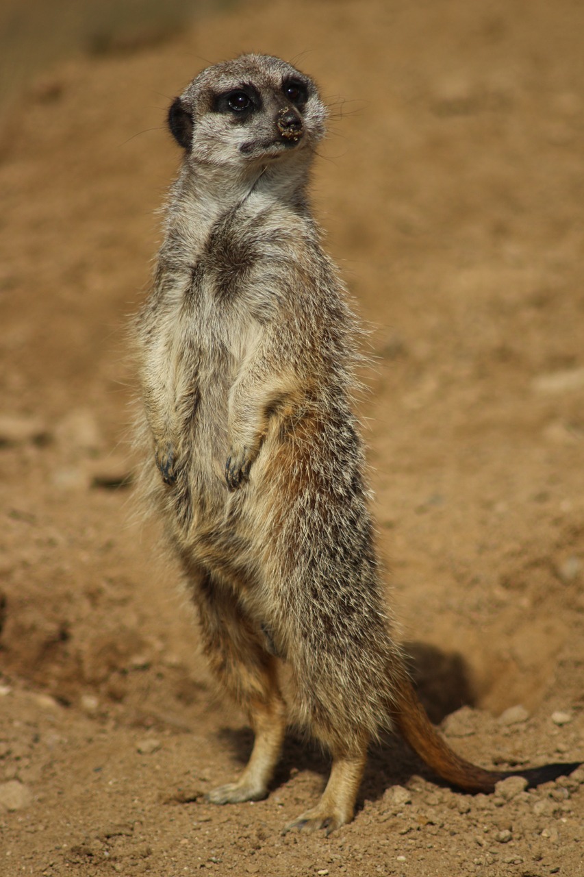 zoo animal meerkat free photo