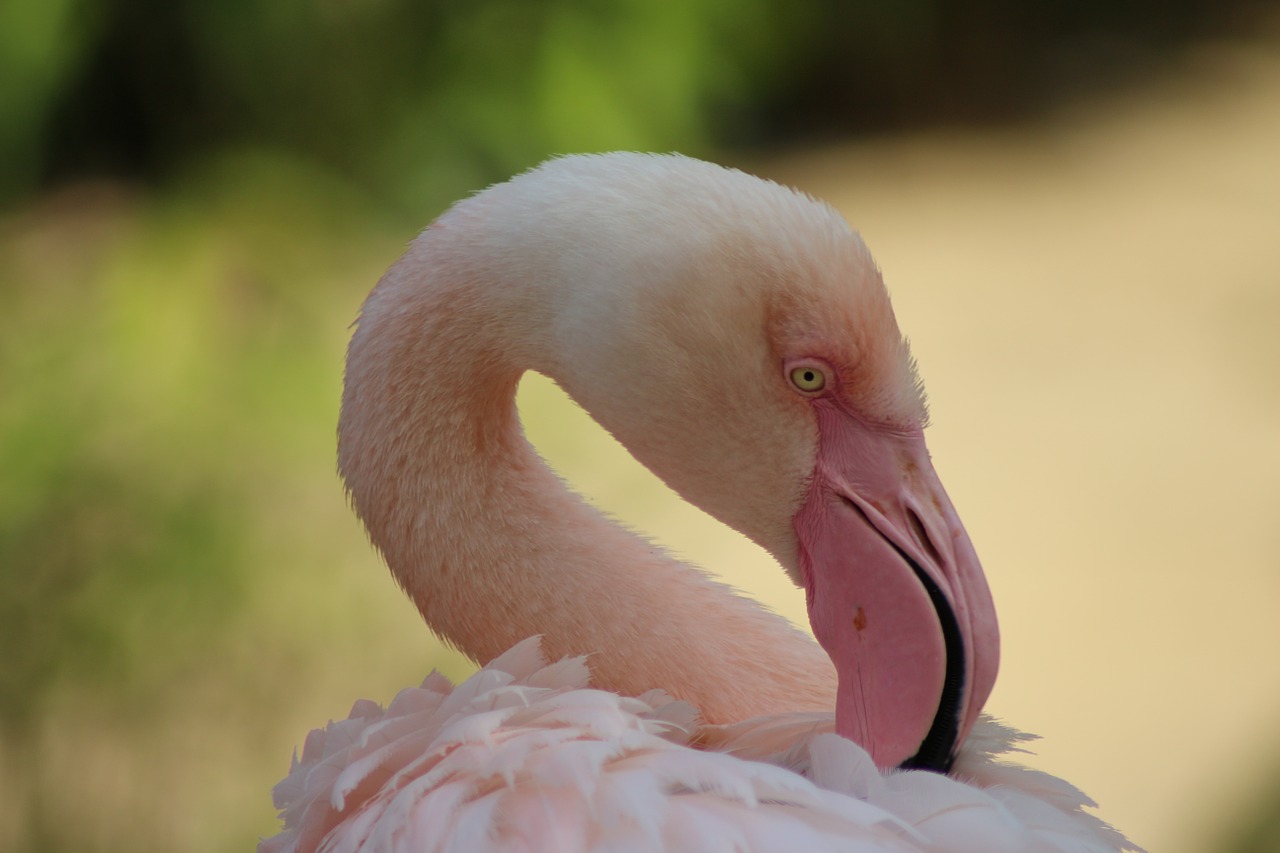 zoo flamingo bird free photo