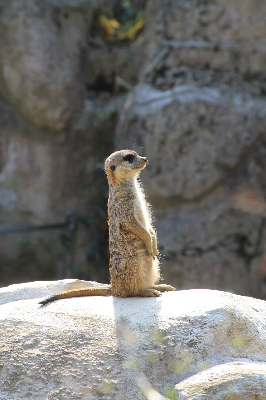 zoo liberec meerkat free photo