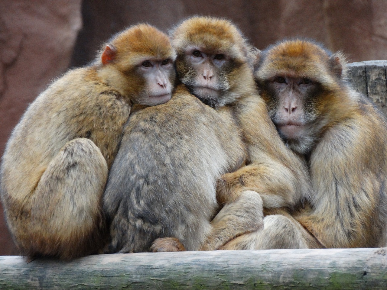 zoo monkeys together free photo