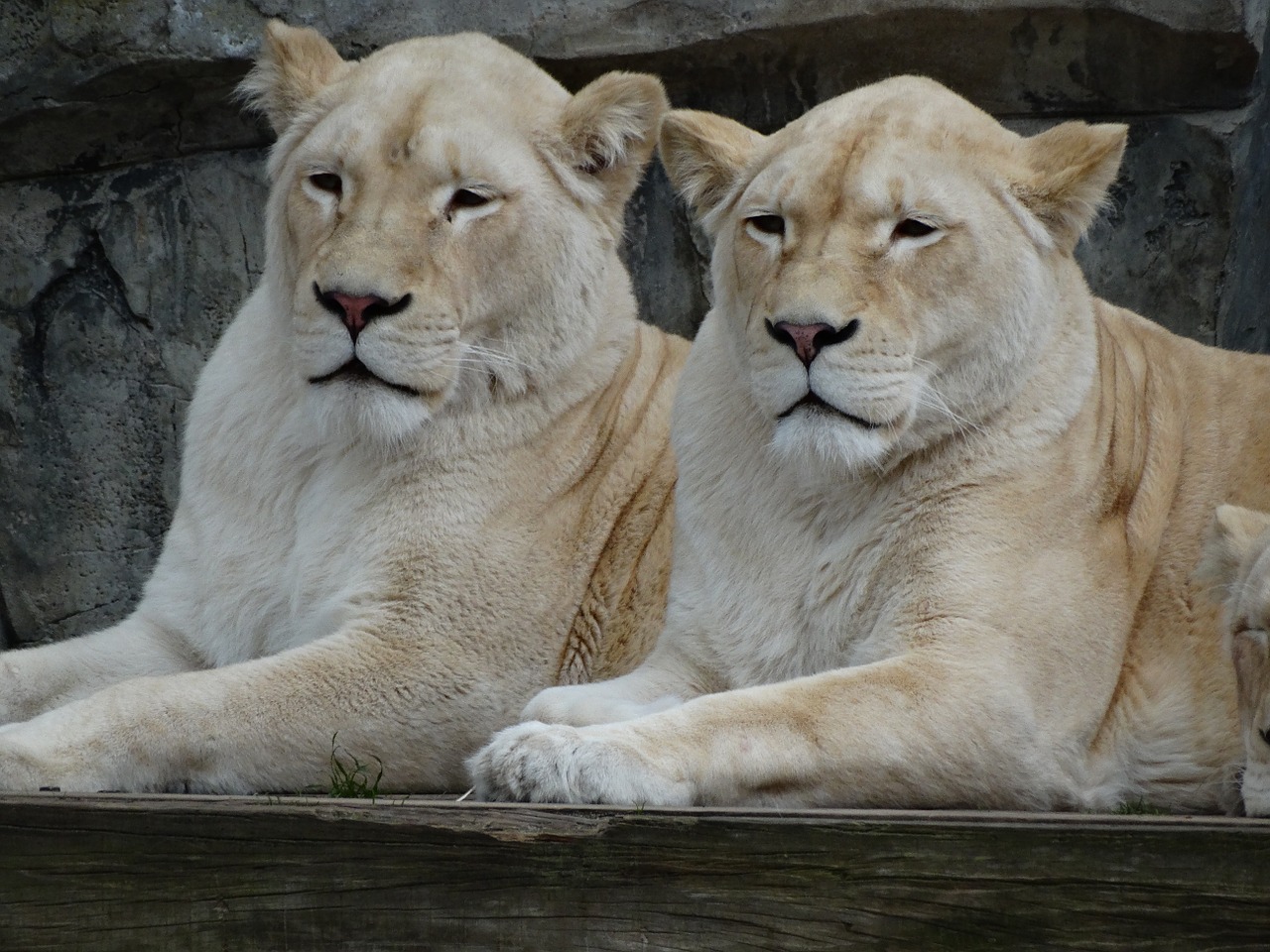 zoo lions together free photo