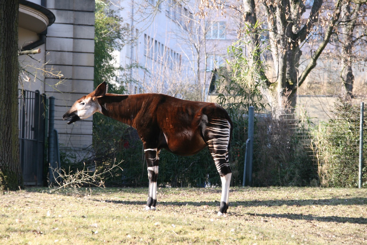 zoo switzerland animal free photo