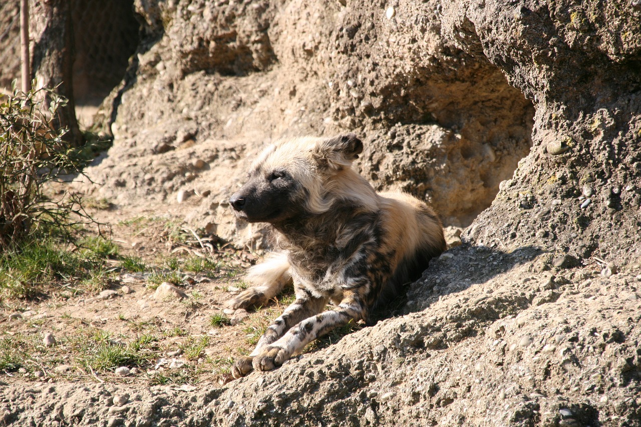 zoo switzerland animal free photo