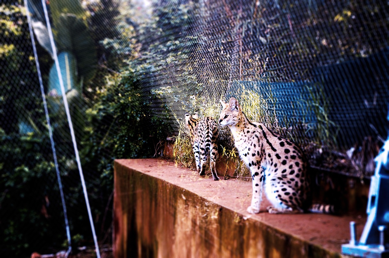 zoo morocco animals free photo