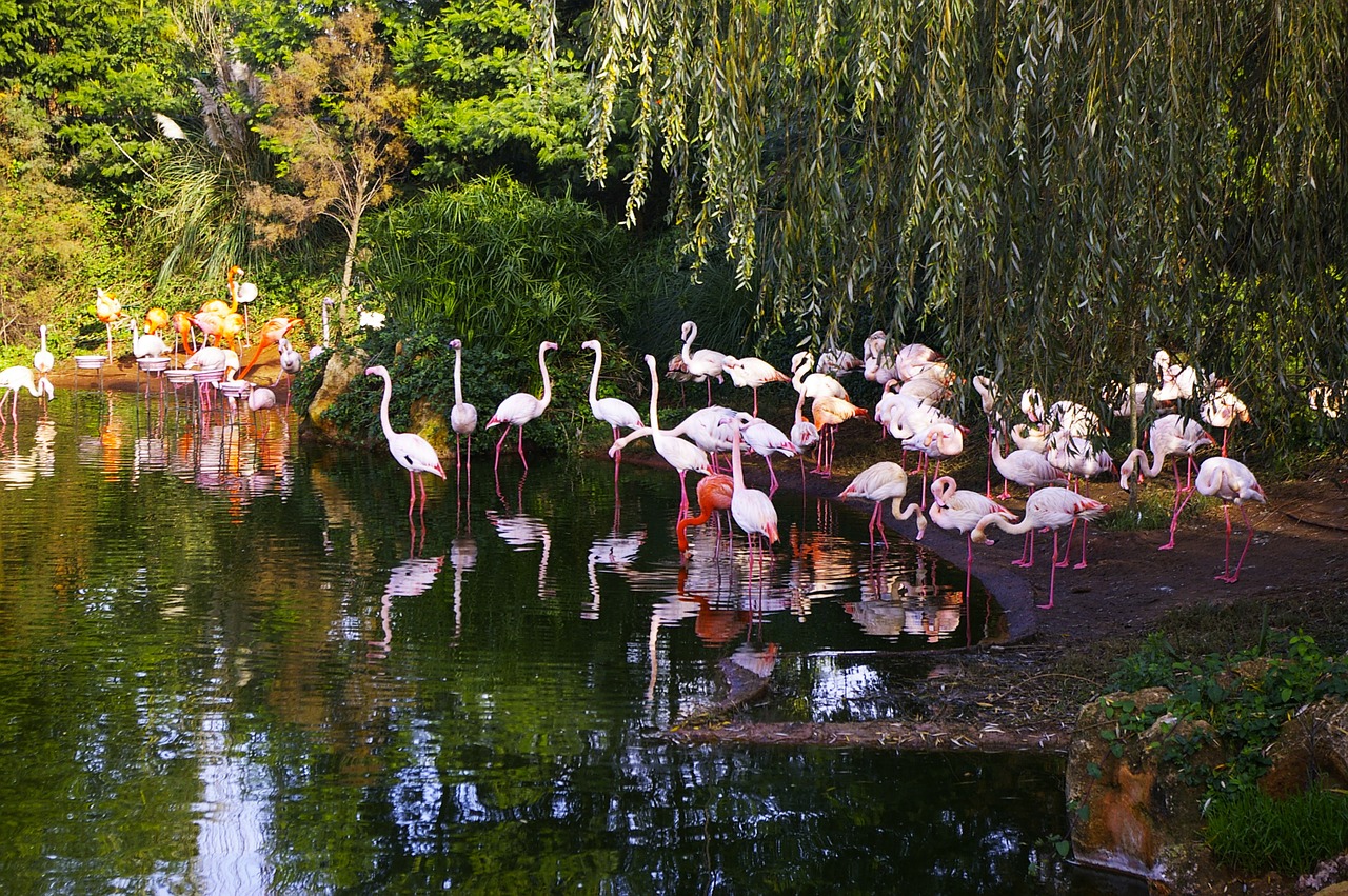 zoo flemish roze animals free photo