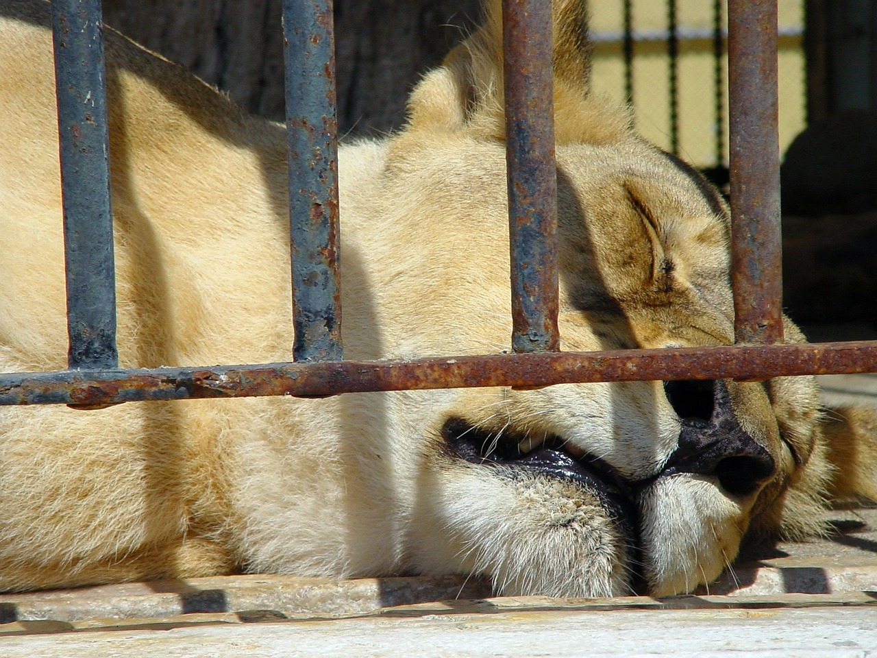 zoo lions sleepy lion free photo