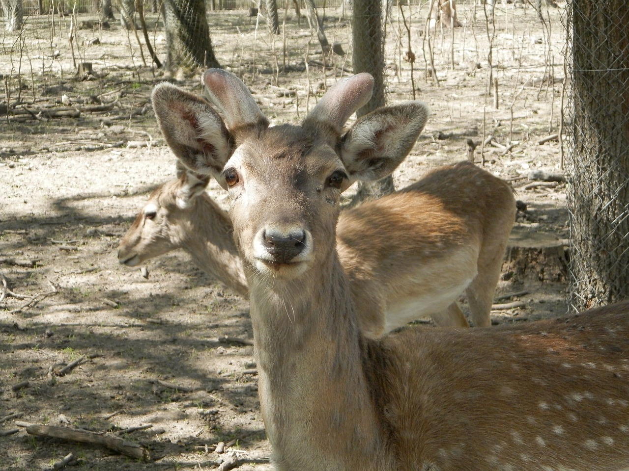 zoo deer watch free photo