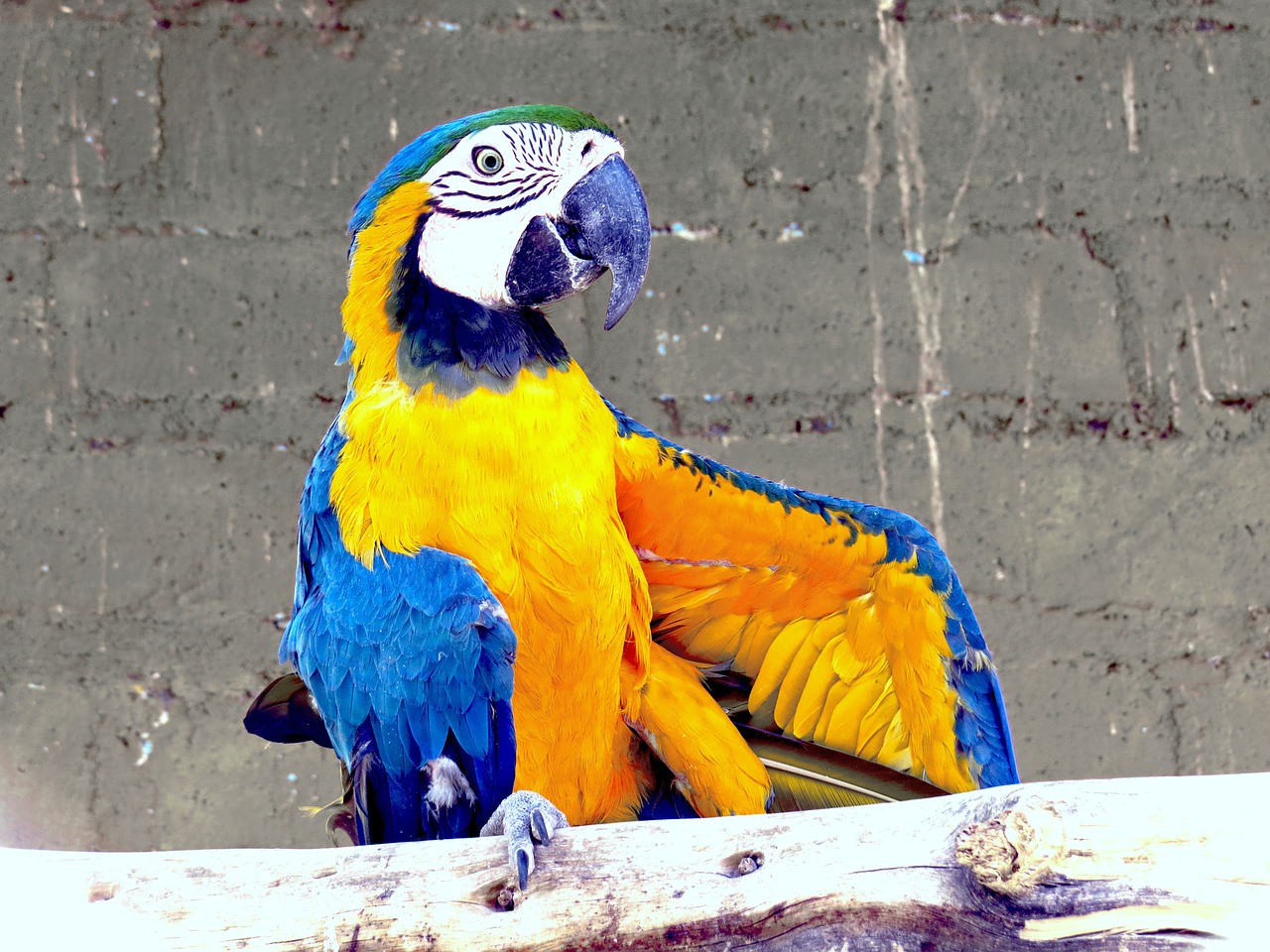 zoo animal parrot free photo