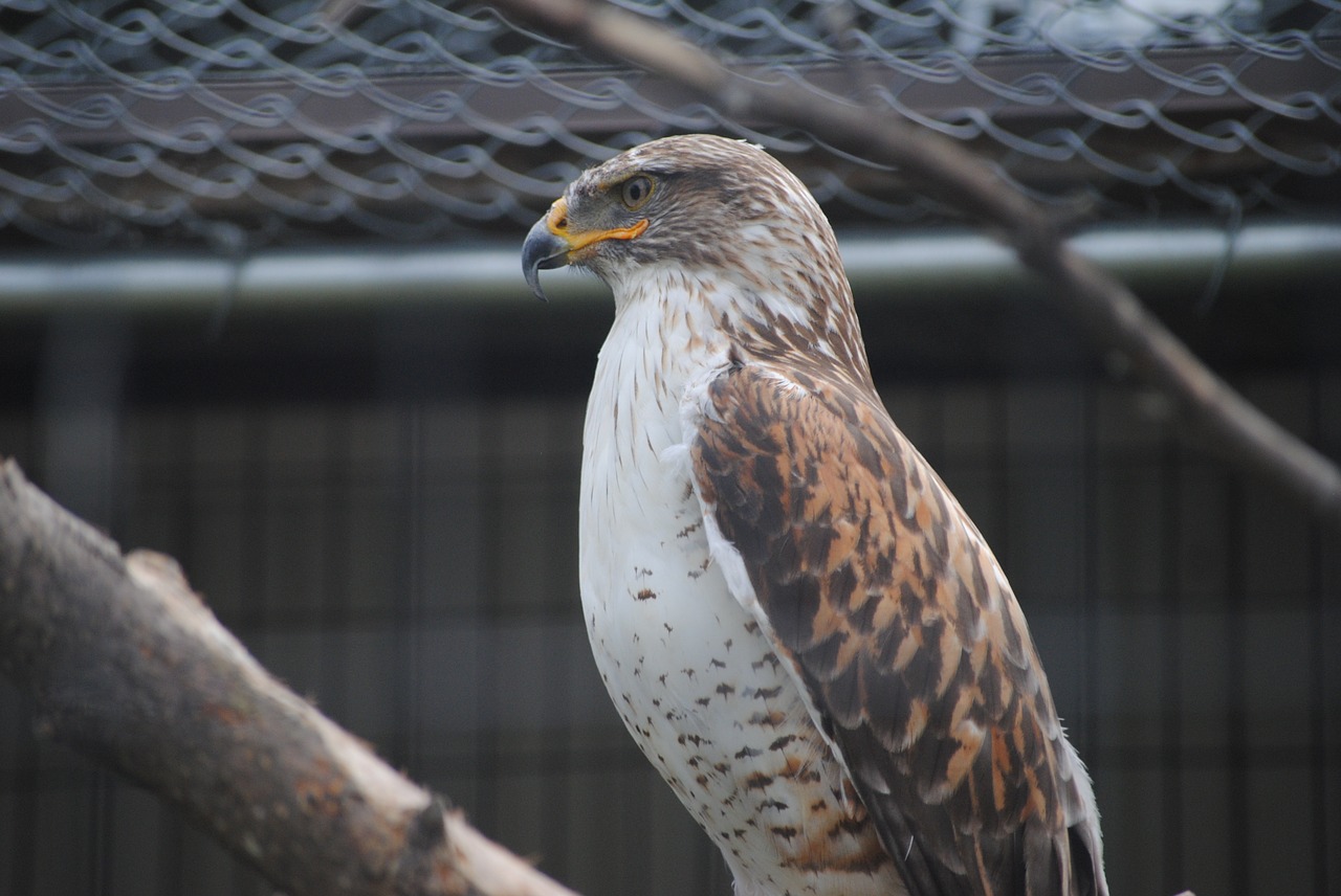 zoo bird life free photo