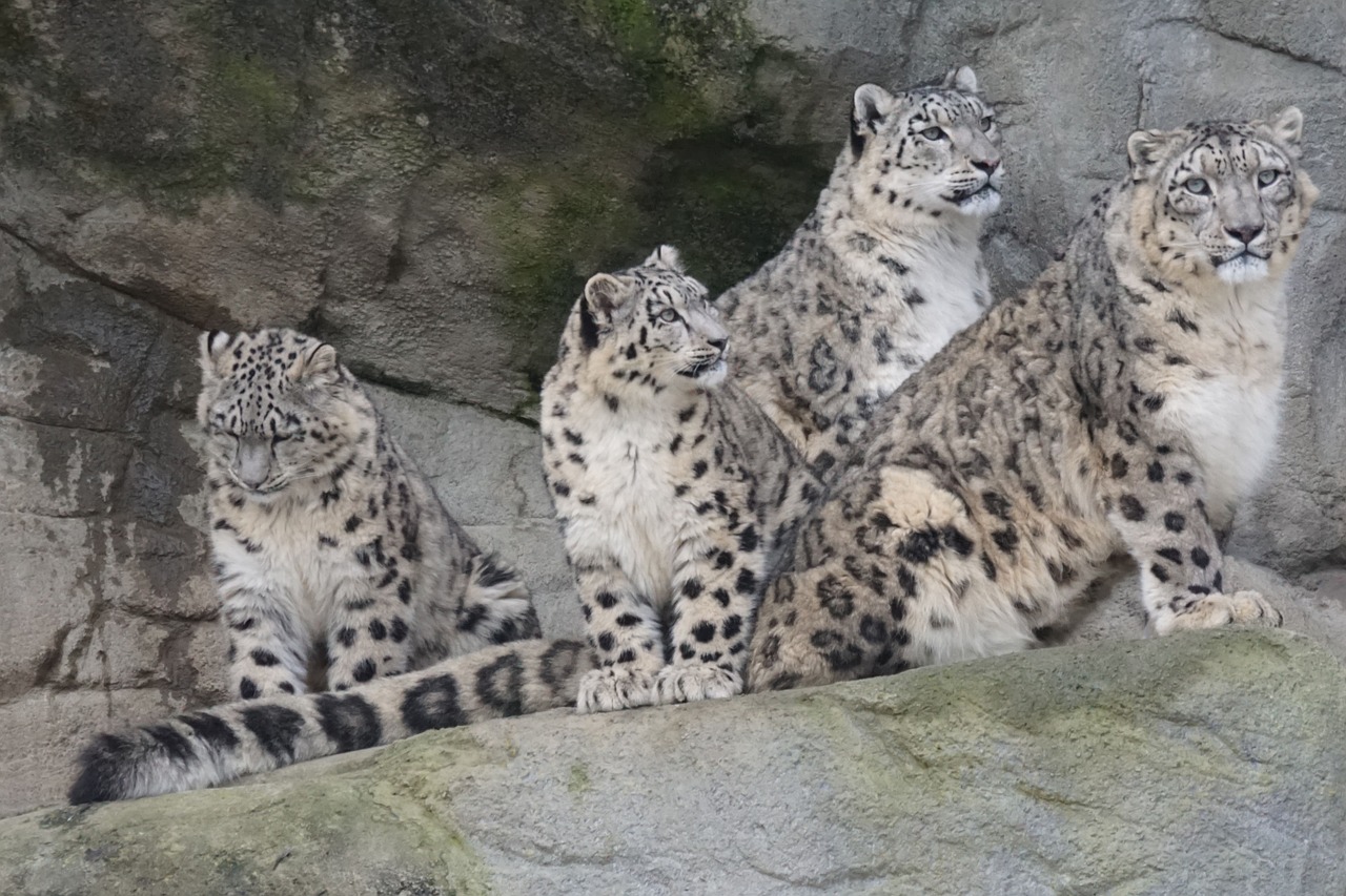 zoo animal snow leopards free photo
