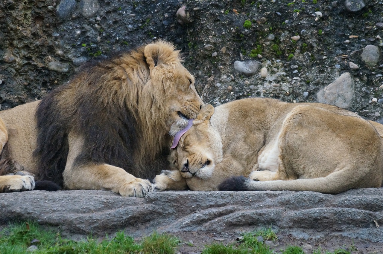 zoo male lioness free photo