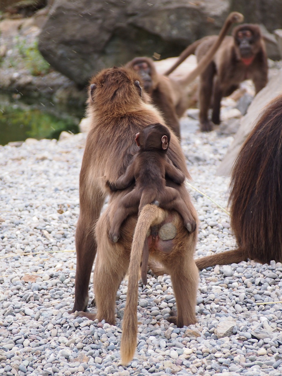 zoo zurich animal free photo