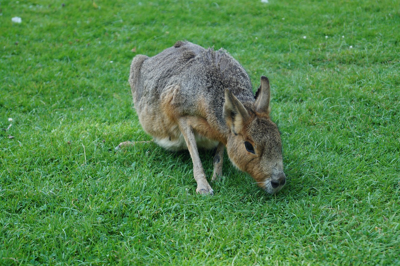 zoo hare peacock free photo