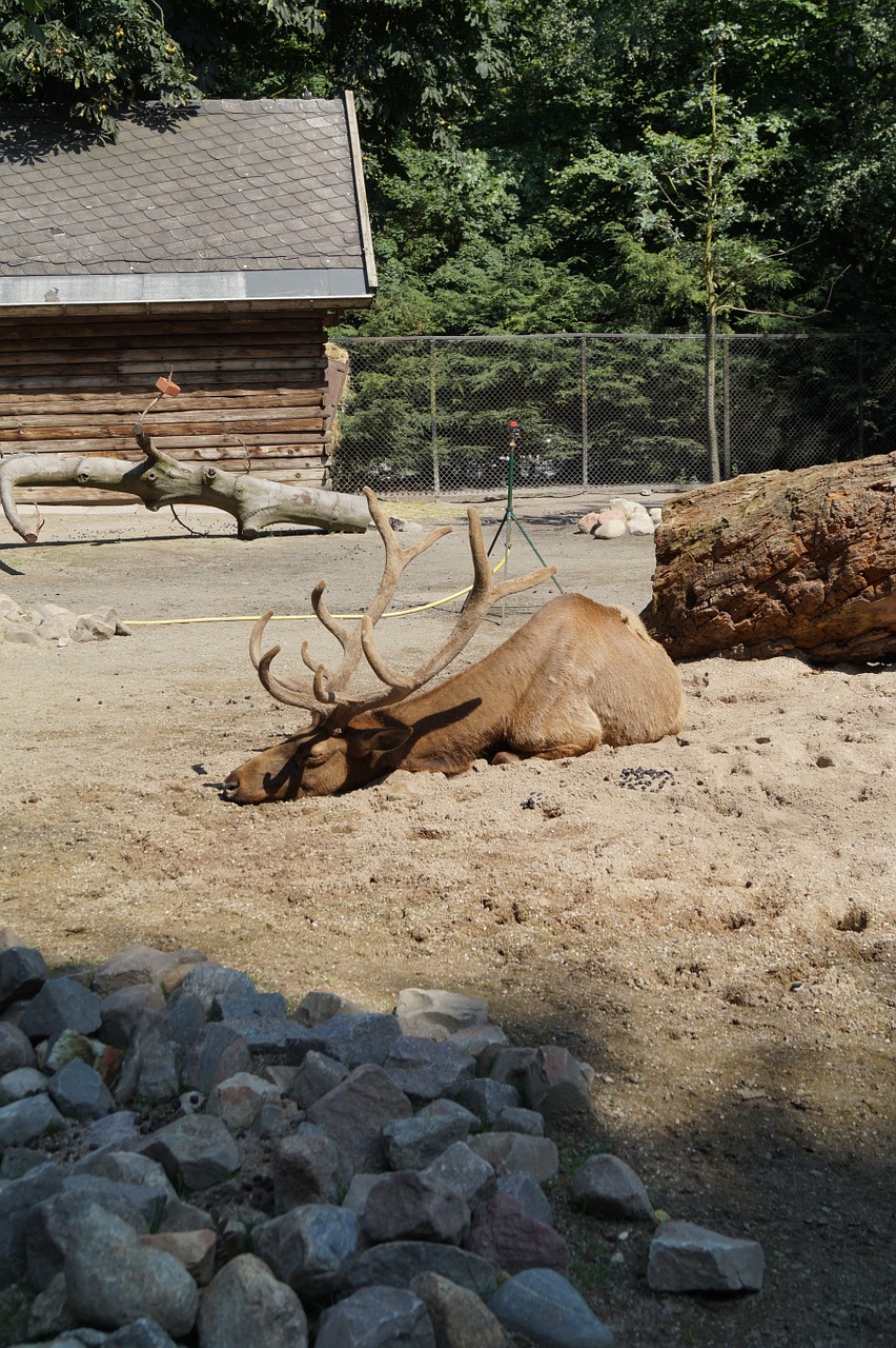 zoo moose hirsch free photo