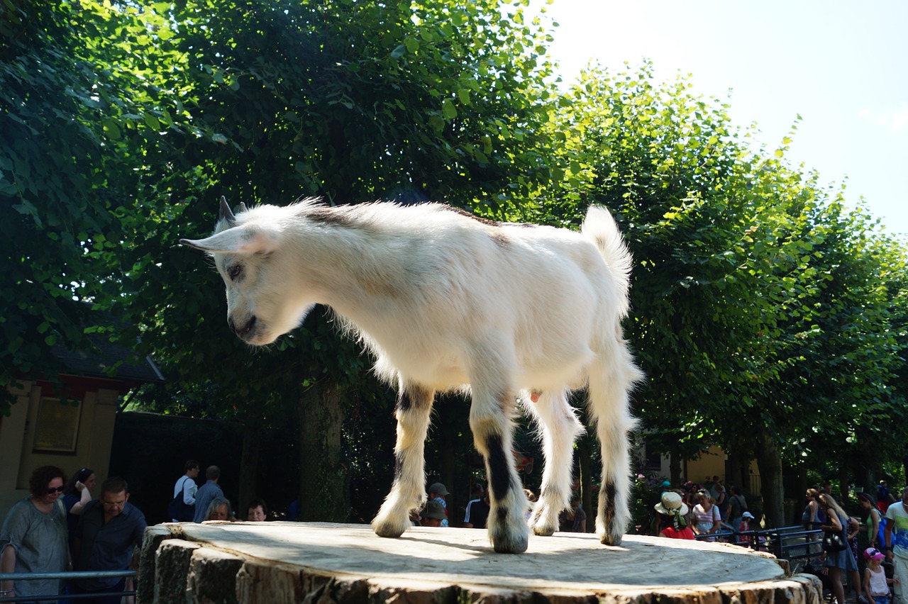 zoo goat young animal free photo