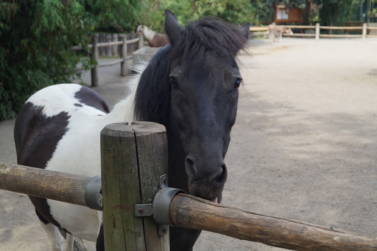 zoo horse pony free photo