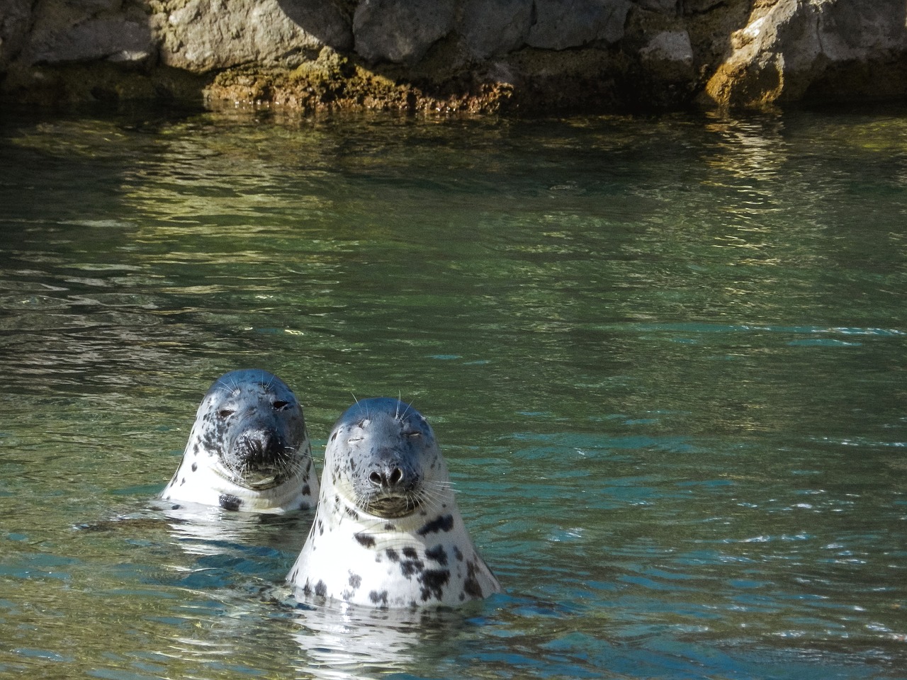 zoo seals water free photo