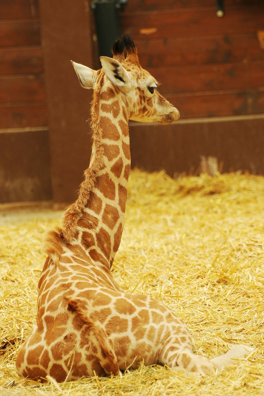 zoo animal giraffe free photo