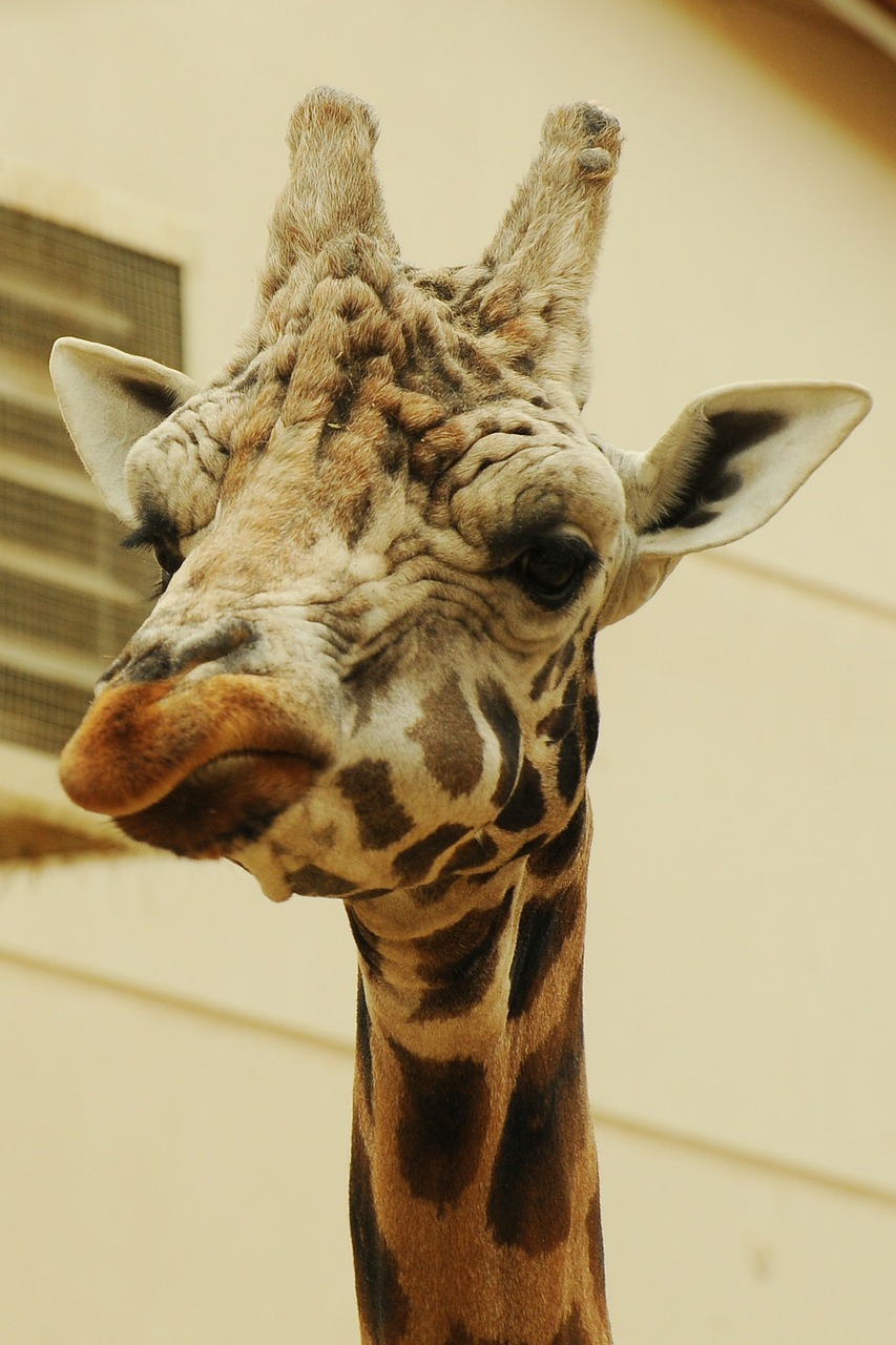 zoo animal giraffe free photo