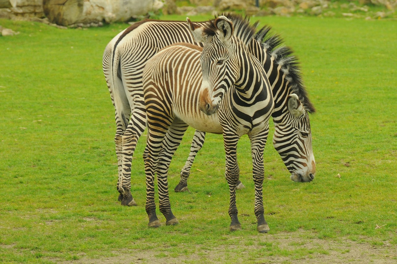 zoo animal zebra free photo