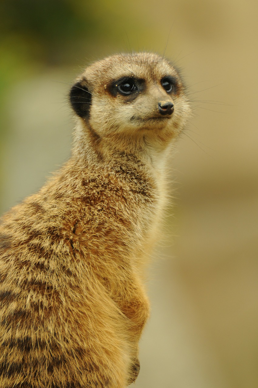 zoo animal meerkat free photo