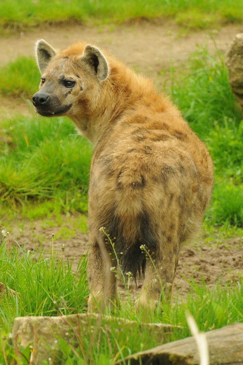 zoo animal hyena free photo