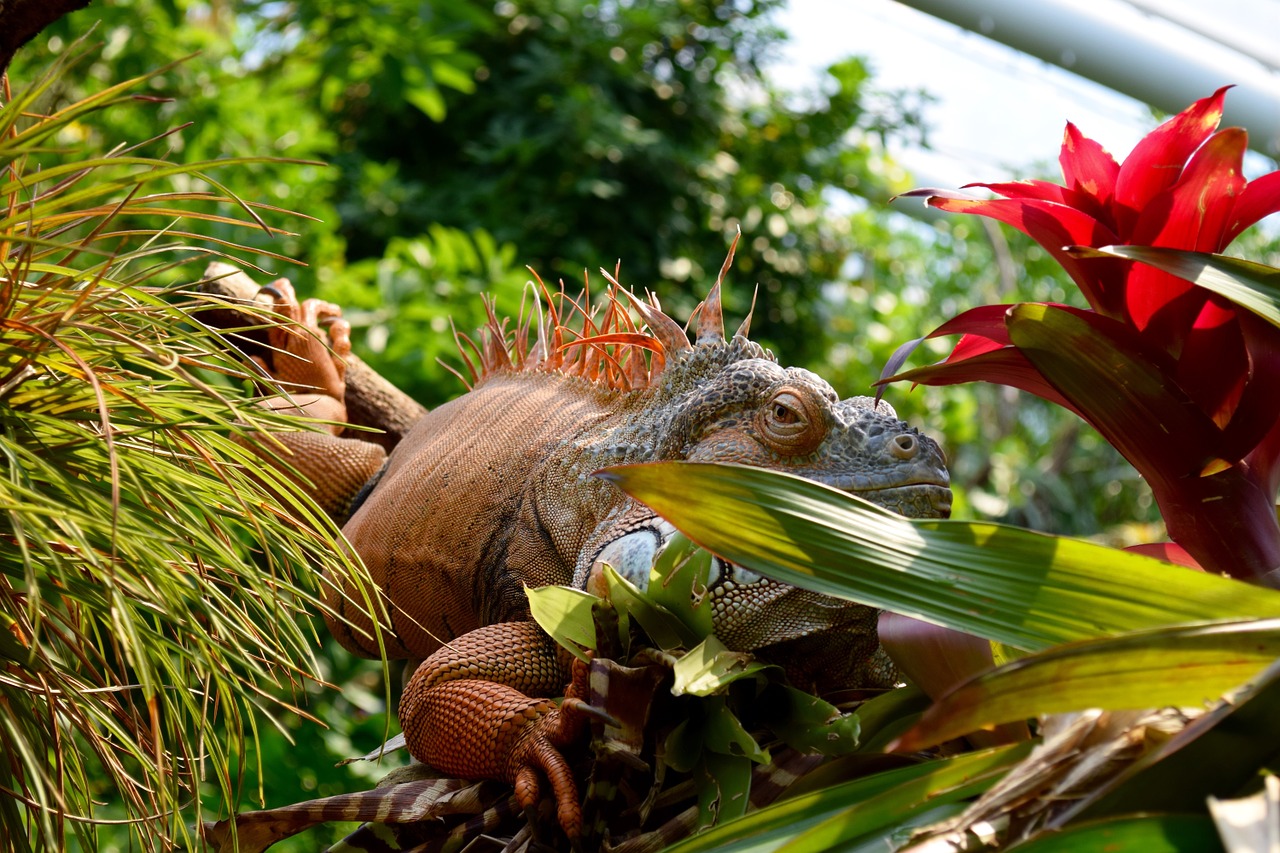 zoo animal lizard free photo