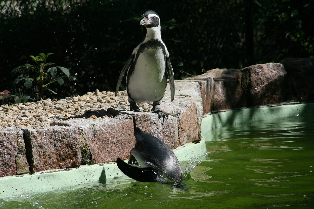 zoo animal tiergarten free photo