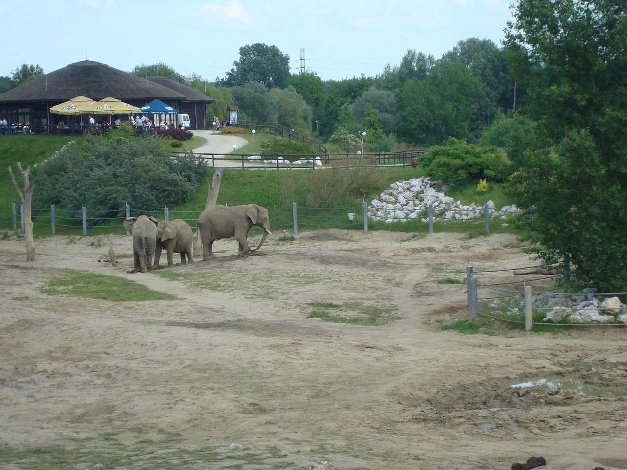 zoo elephants poznan free photo