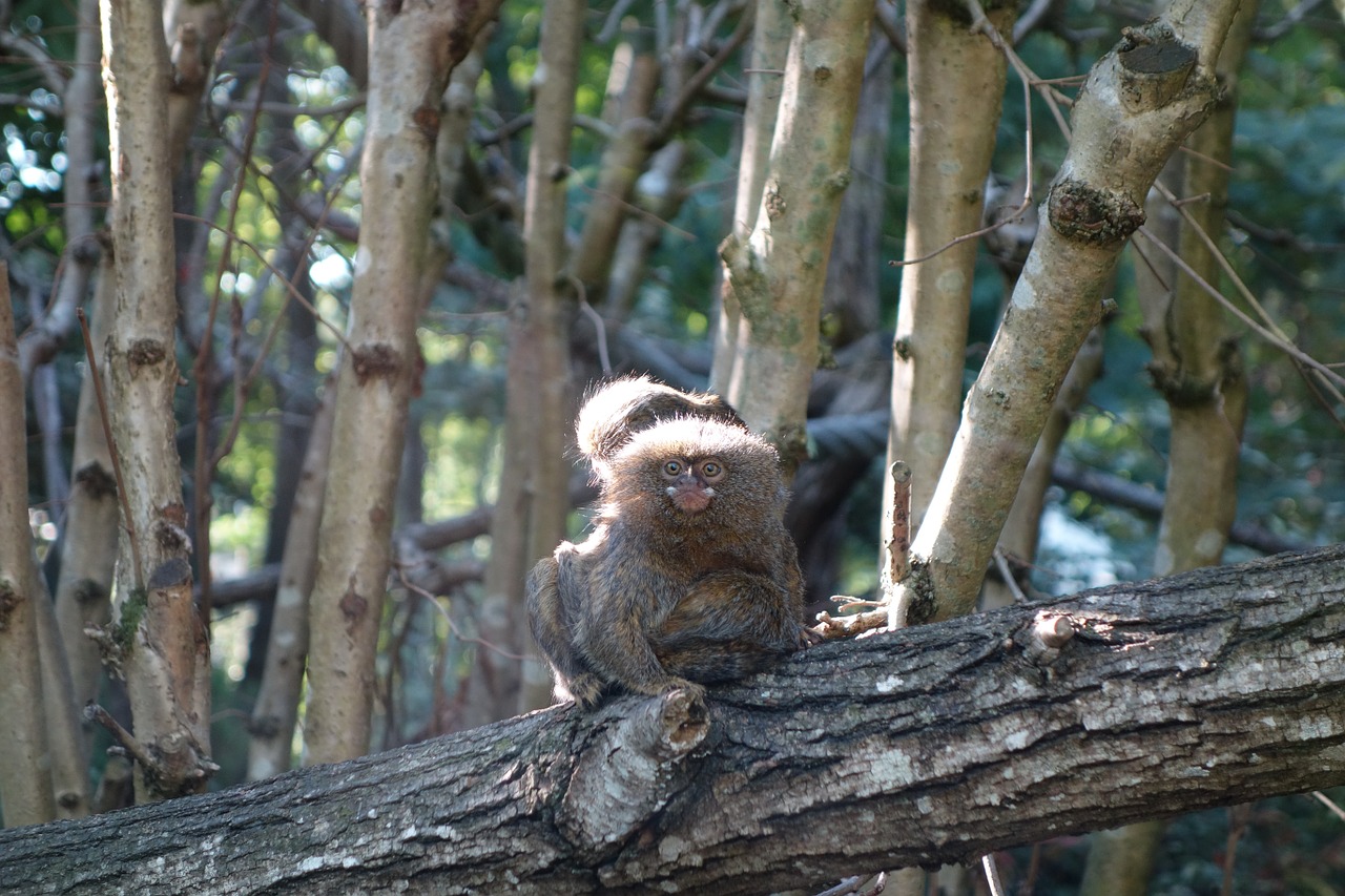 zoo monkey dwarf free photo