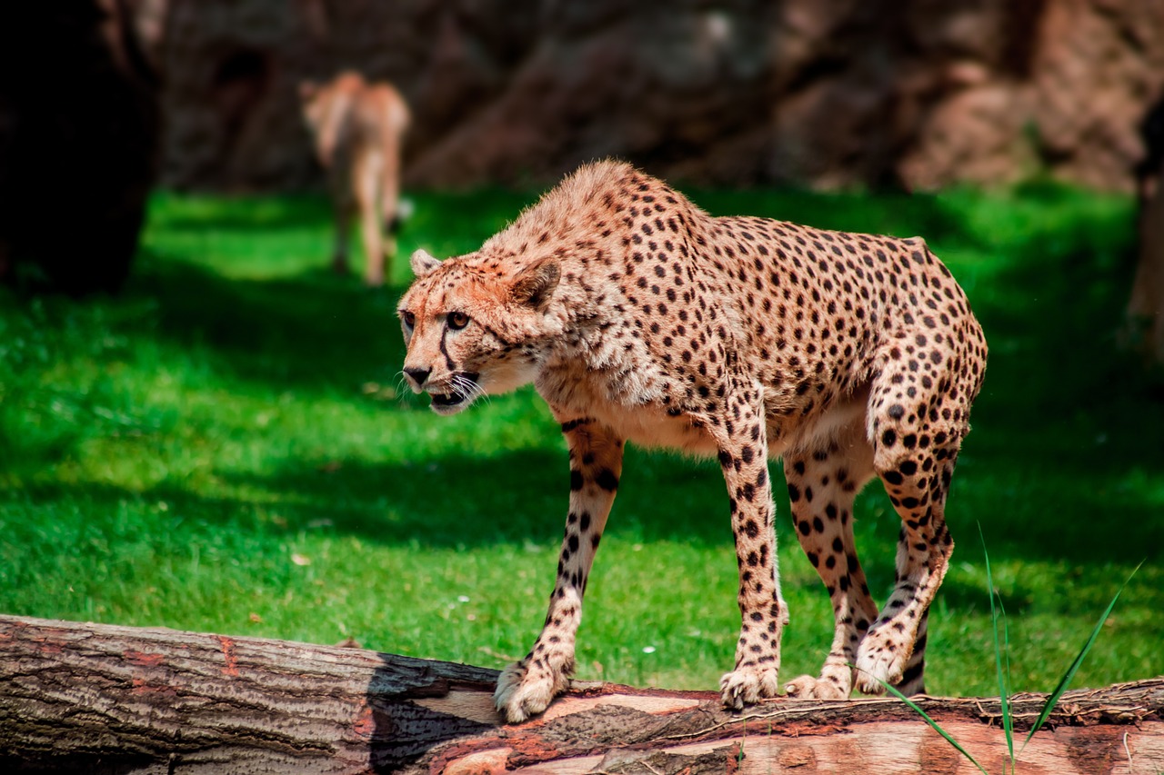 zoo leopard predator free photo