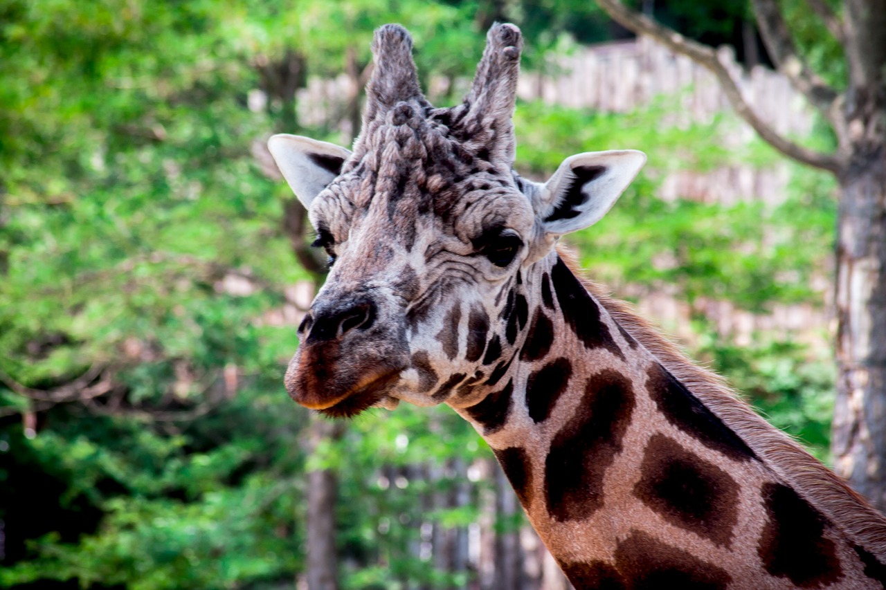 zoo giraffe spotted free photo