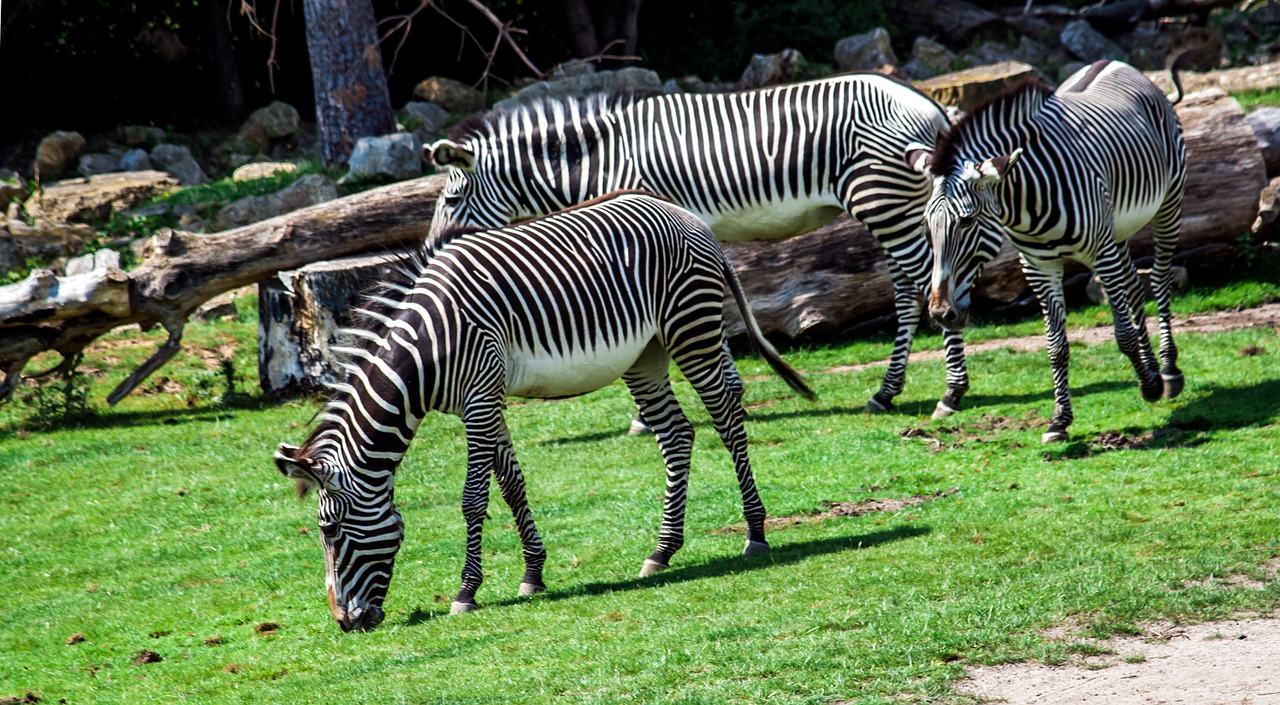 zoo zebra striped free photo