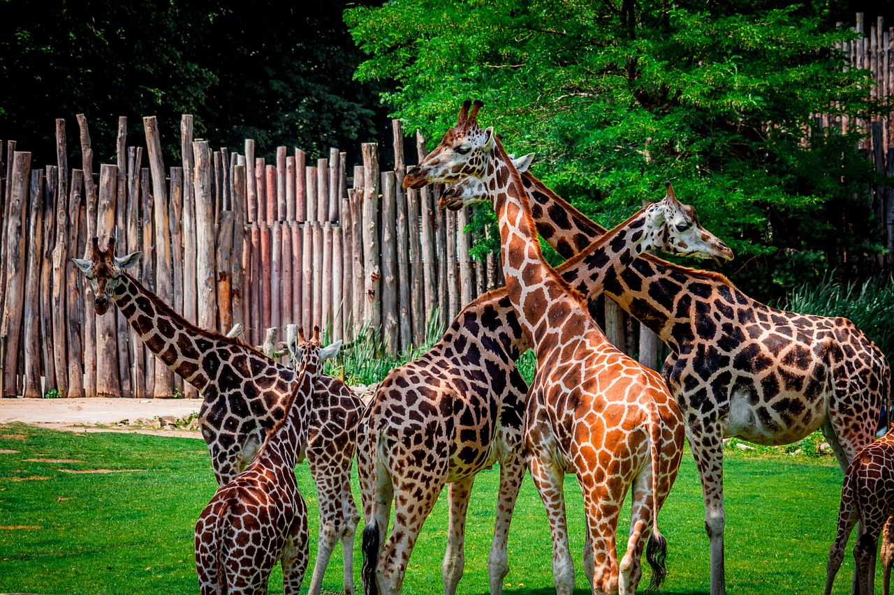 zoo giraffe flock free photo