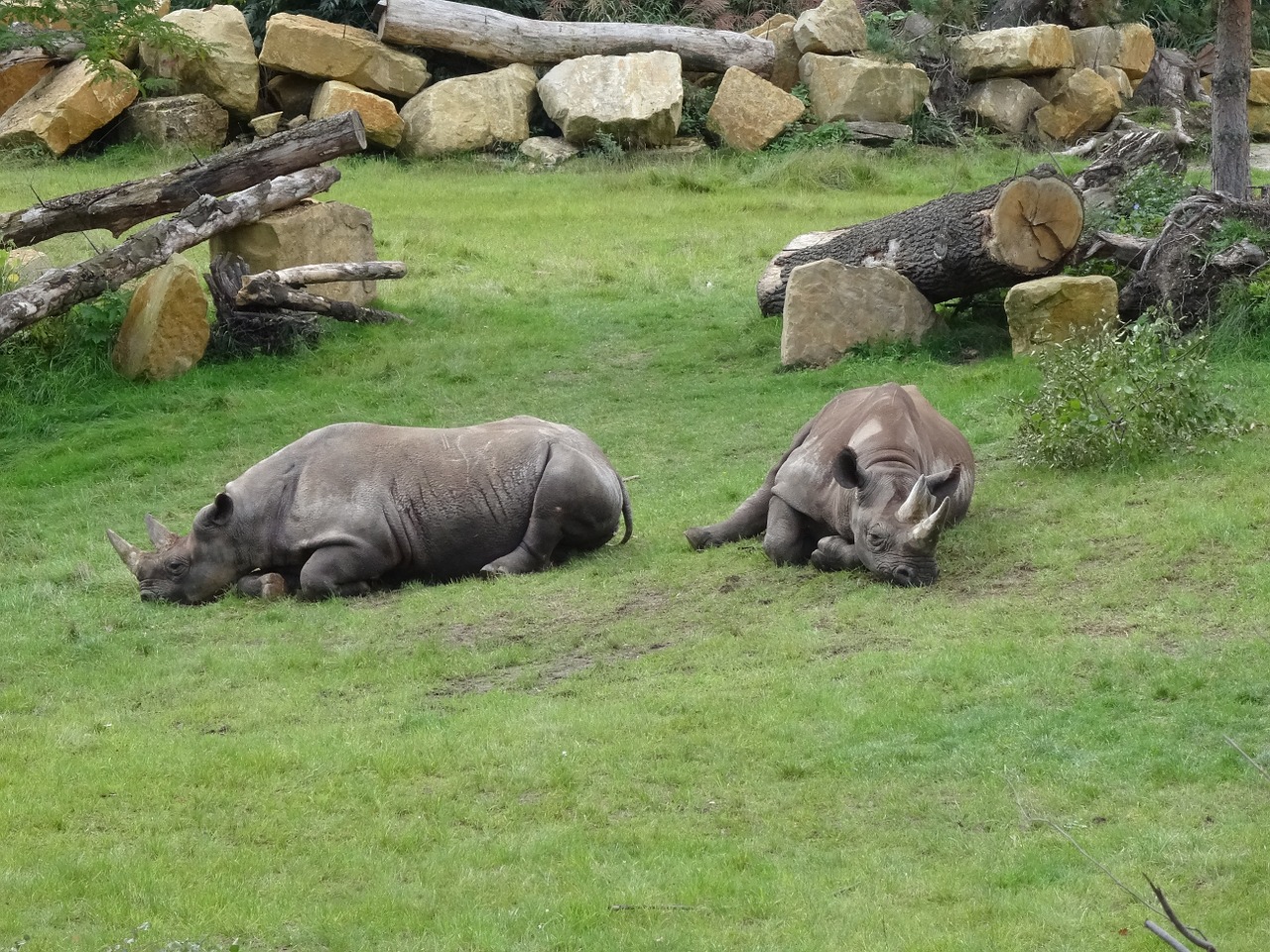 zoo leipzig rhino free photo