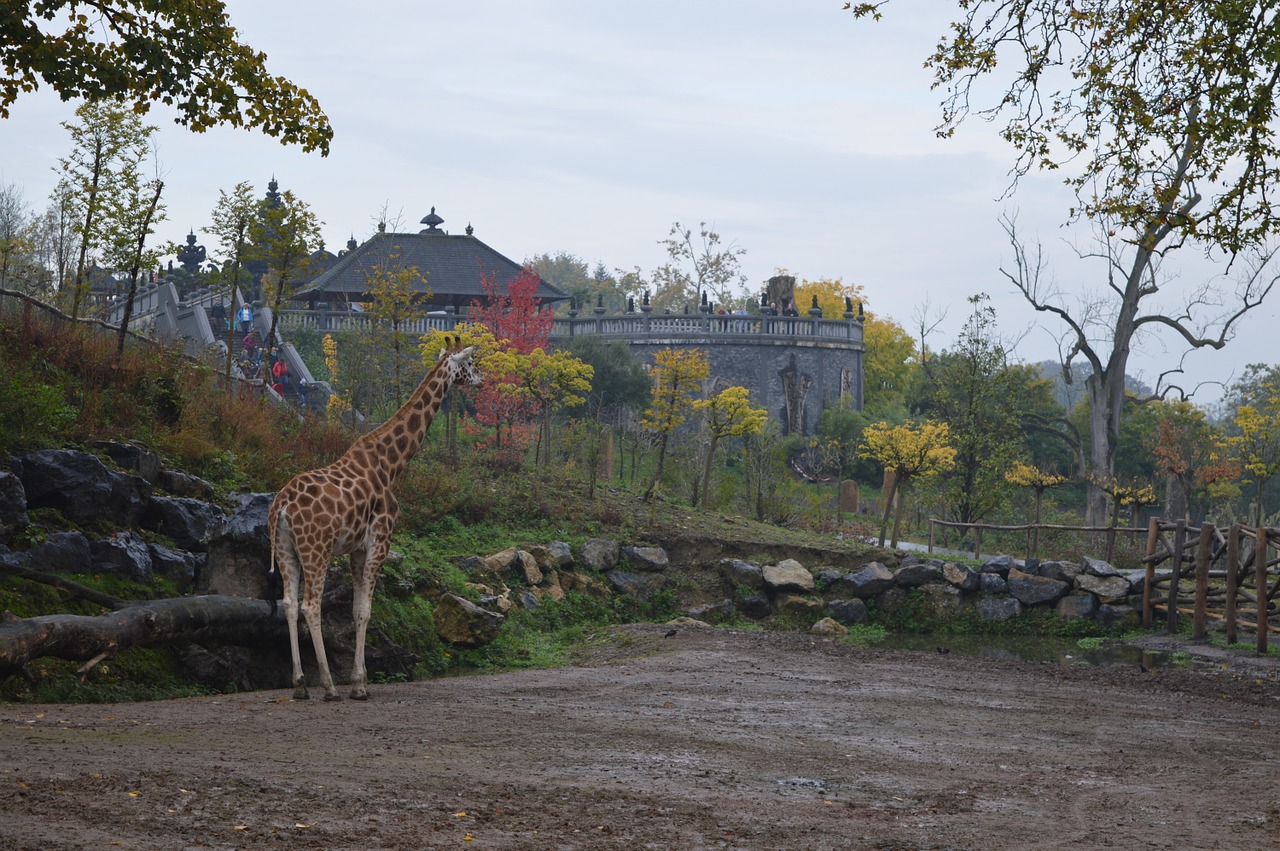 zoo giraffe animal free photo