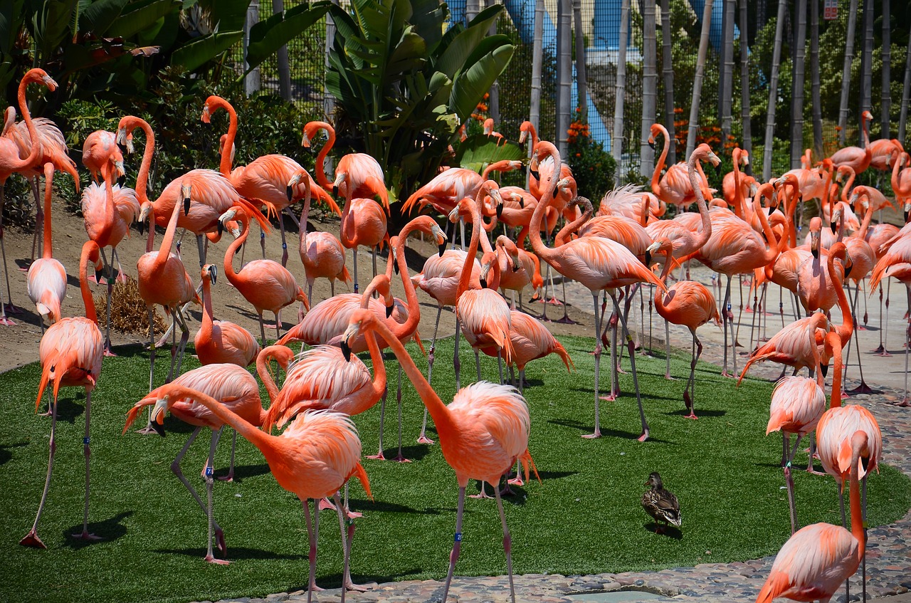 zoo animals bird flamingos free photo