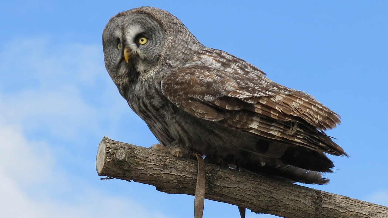 zoo beauval owl animal free photo