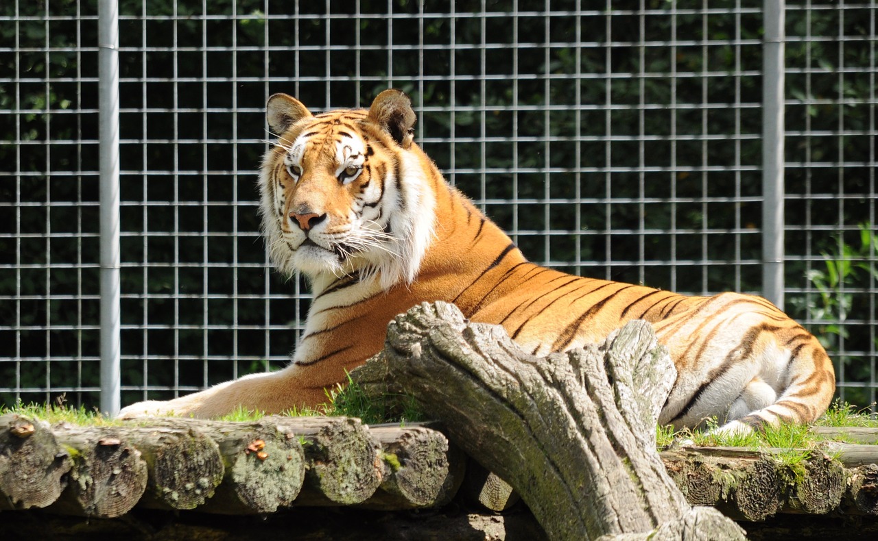 zoo cloppenburg thüle tiger lying free photo