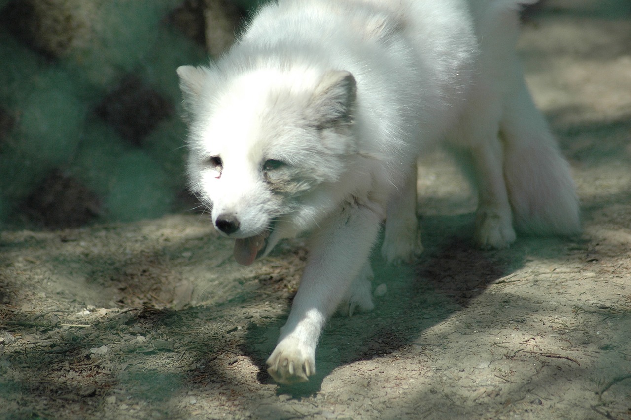 zoo de servion  renard arctique  blanc free photo