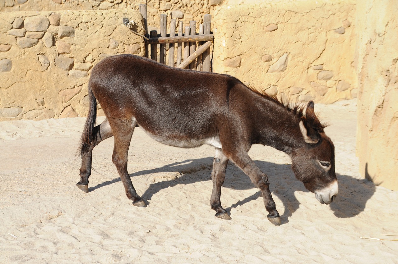 zoo emmen donkey animal free photo