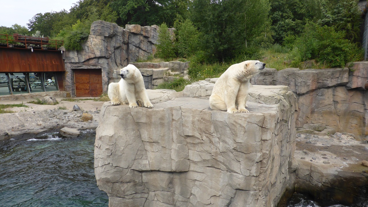 zoo hannover polar bears yukon bay free photo