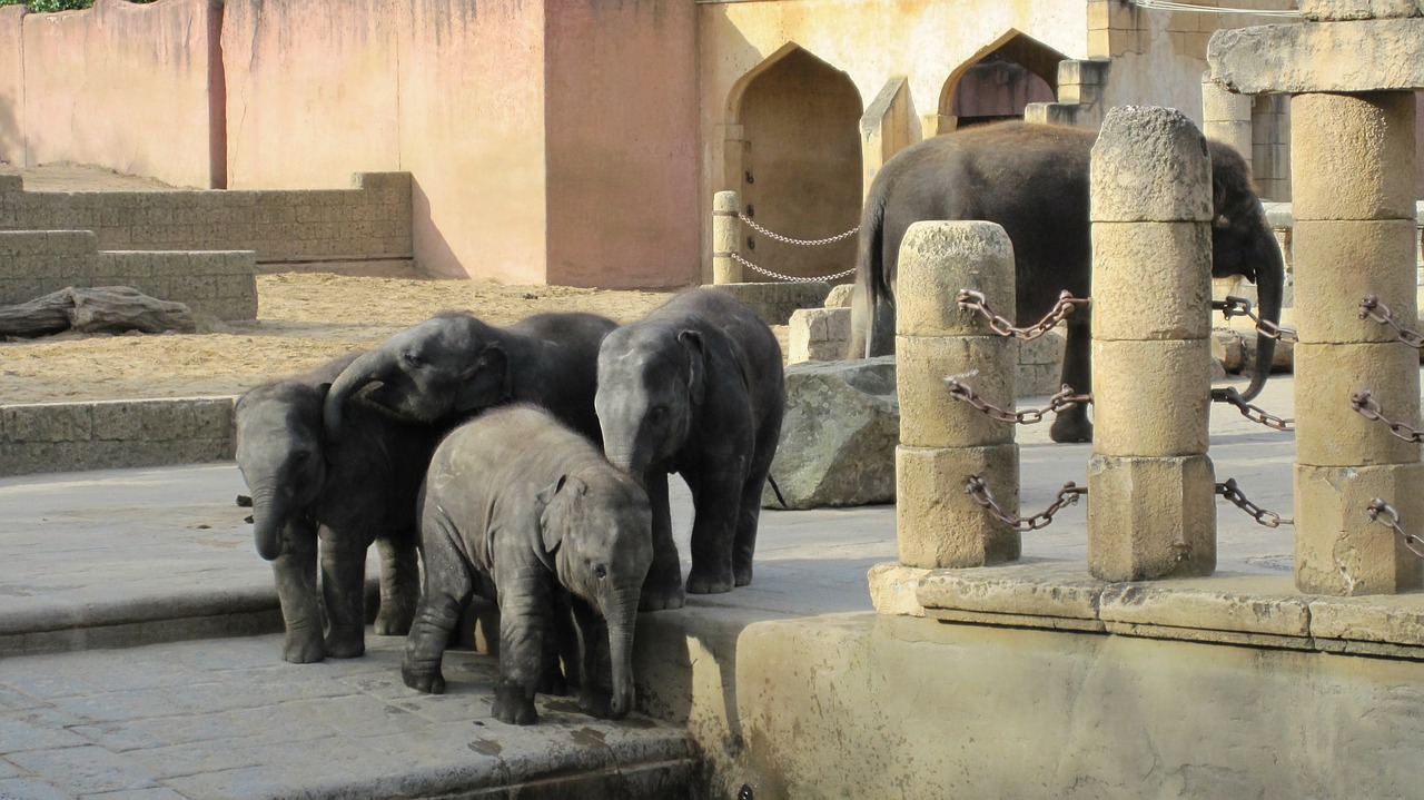 zoo hannover jungle palace elephant free photo