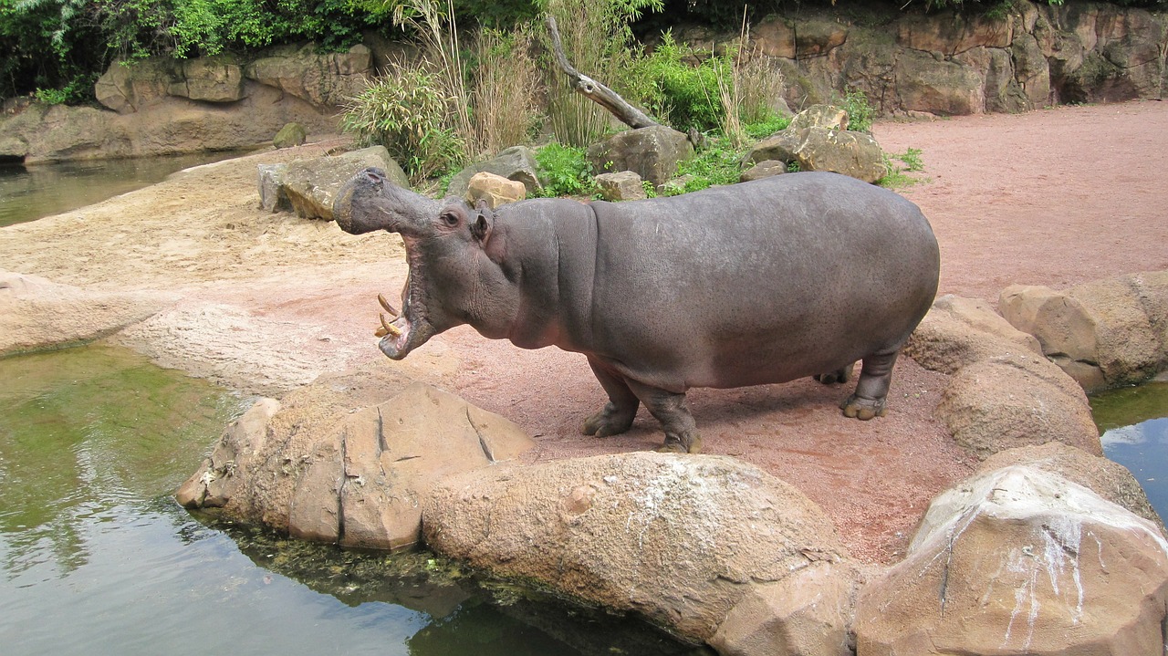 zoo hannover adventure zoo hippo free photo