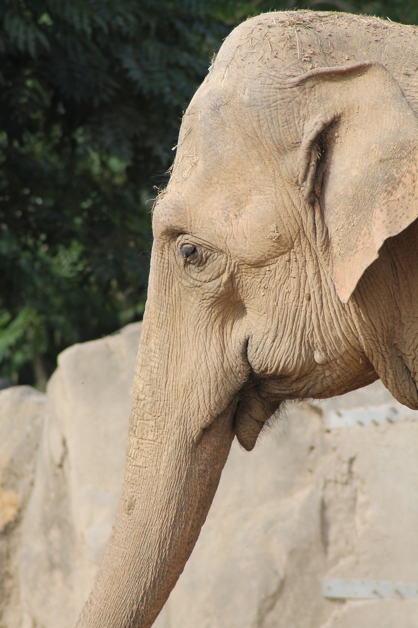 zoo krefeld  elephant  proboscis free photo