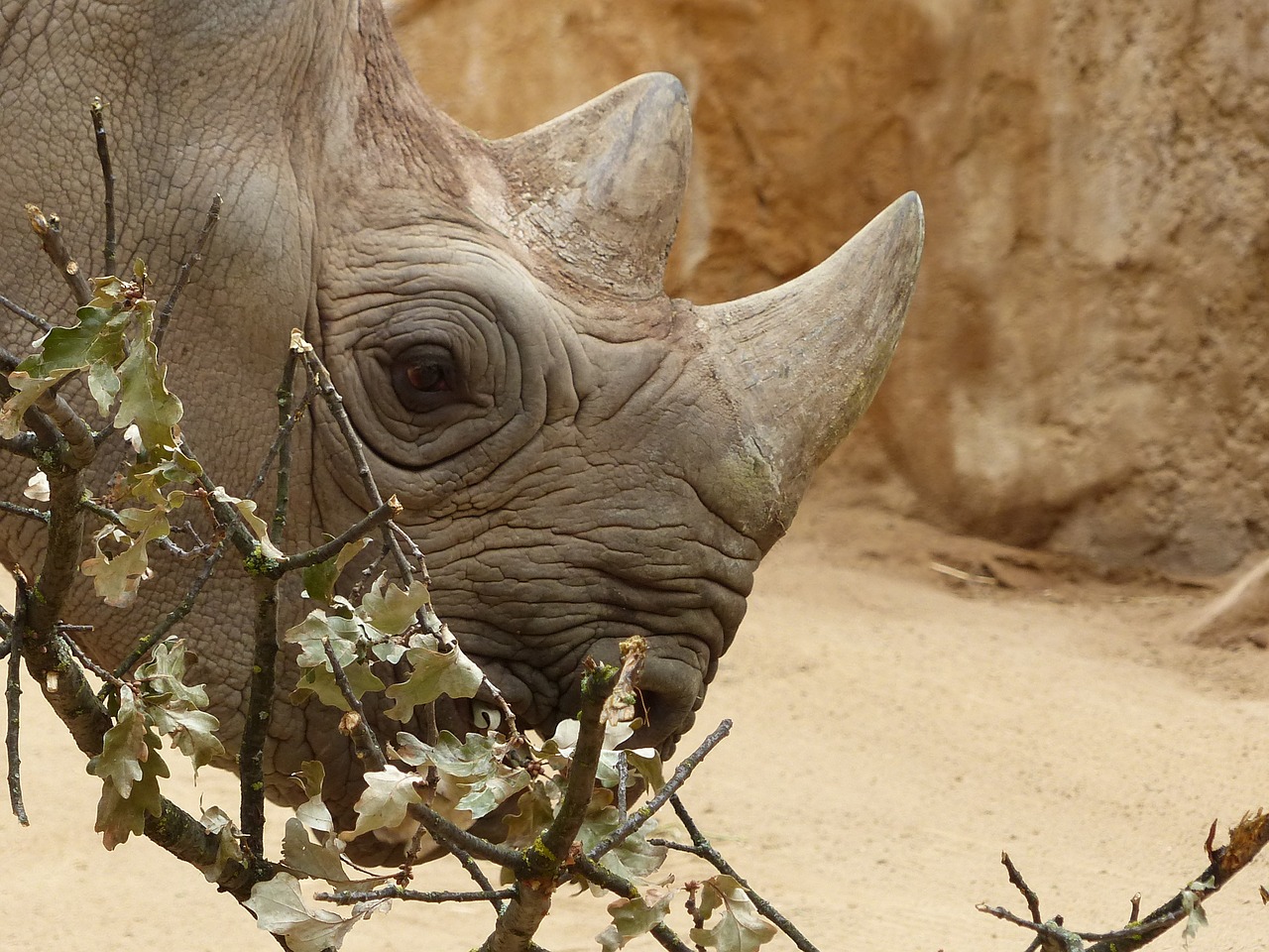 zoo magdeburg makibo black rhino free photo