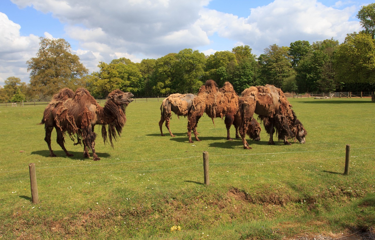 zoo park animals camels free photo