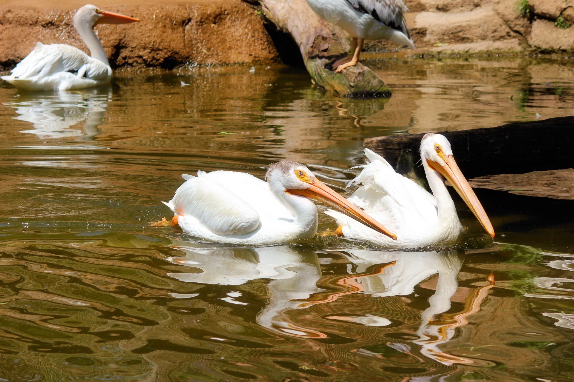 pelicans birds zoo free photo